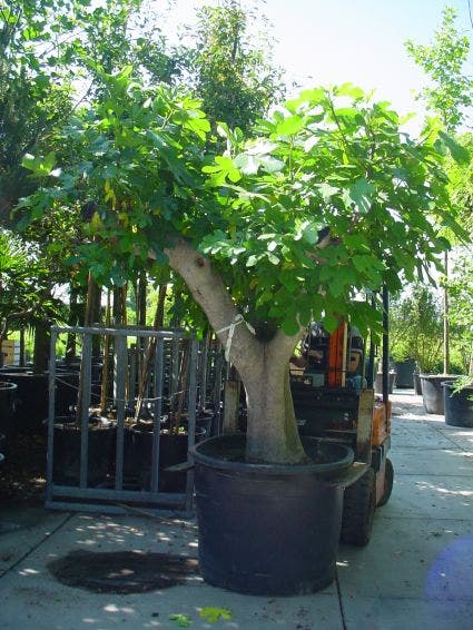  Vijg Als Solitair (Ficus Carica)