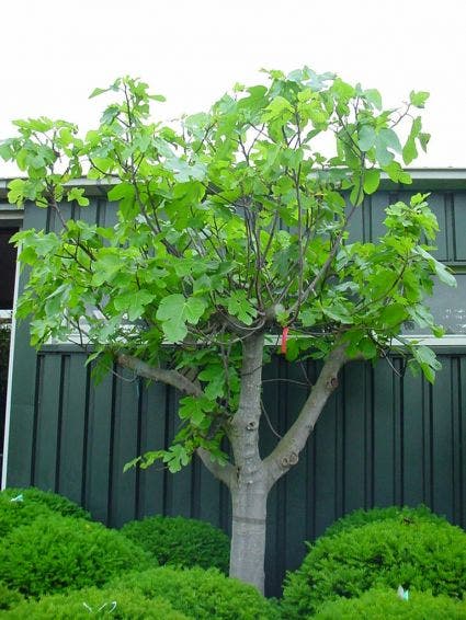  Vijg Als Solitair (Ficus Carica)