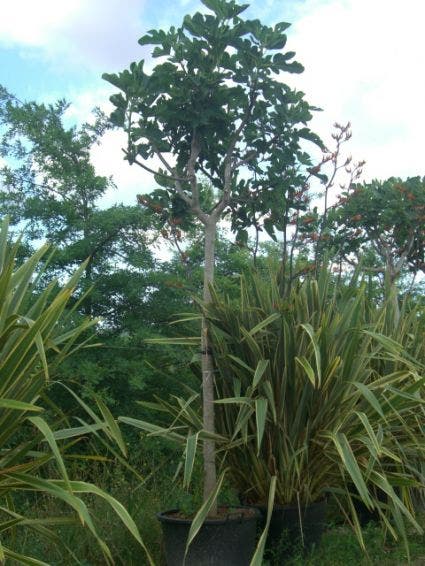  Vijgenboom (Ficus Carica)