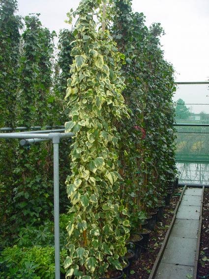  Kaukasische Klimop (Hedera Colchica 'Dentata Variegata')