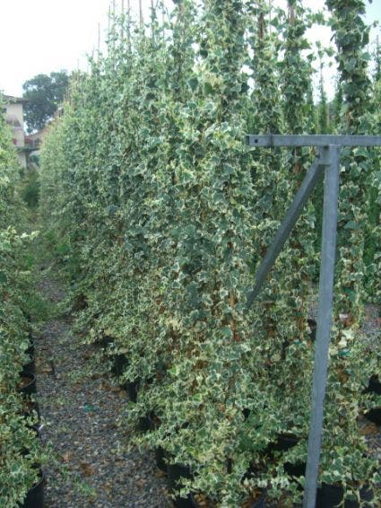  Bonte Klimop (Hedera Helix 'Marginata Elegantissima')