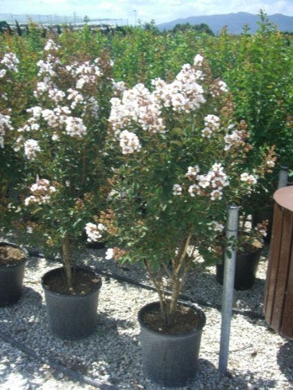  Lagerstroemia Wit (Lagerstroemia Indica)