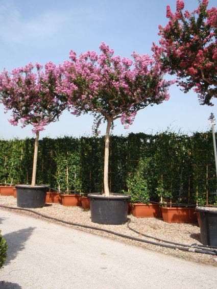  Roze Lagerstroemia Als Boom (Lagerstroemia Indica)