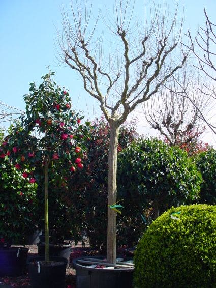  Roze Lagerstroemia Als Boom (Lagerstroemia Indica)