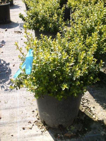  Dwergmirte (Myrtus Communis 'Tarentina')