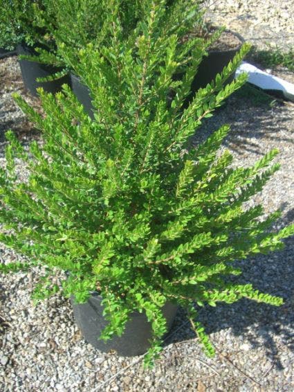  Dwergmirte (Myrtus Communis 'Tarentina')