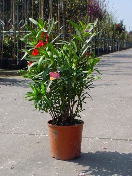  Rode Oleander (Nerium Oleander)