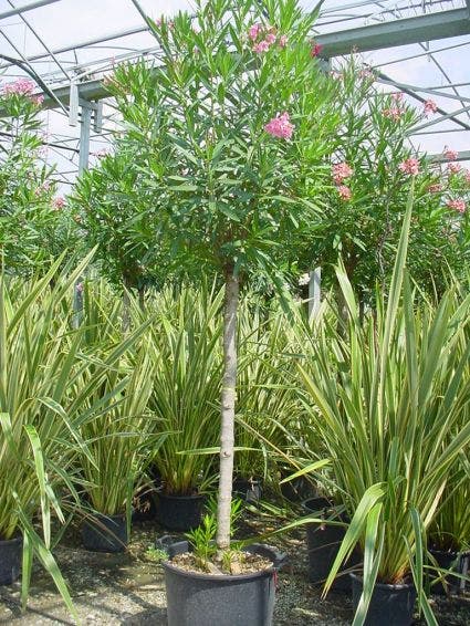  Oleander Als Boom (Nerium Oleander)