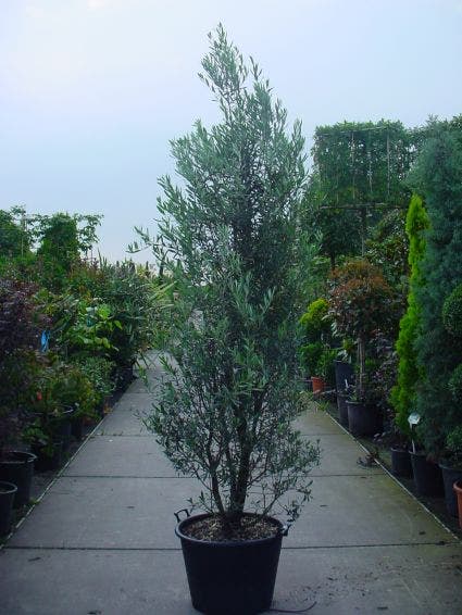  Olijf Als Struik (Olea Europaea)