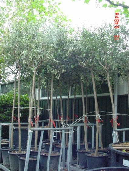  Olijfboom (Olea Europaea )