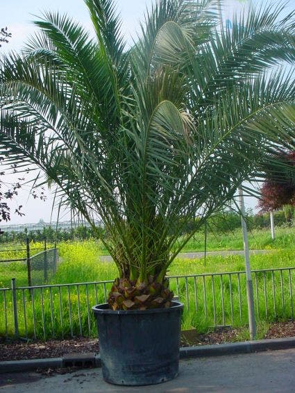  Canarische Dadelpalm (Phoenix Canariensis)