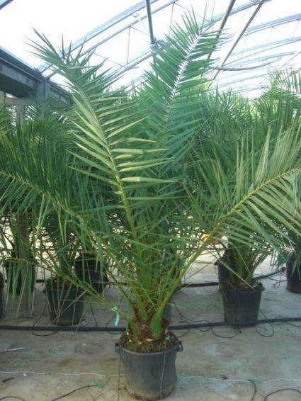  Canarische Dadelpalm (Phoenix Canariensis)