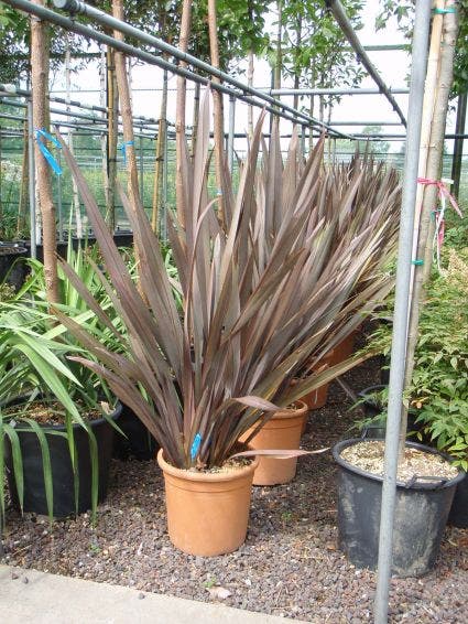  Nieuw Zeelands Vlas (Phormium Tenax 'Purpureum')