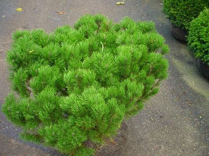  Bergden (Pinus Mugo Mughus)