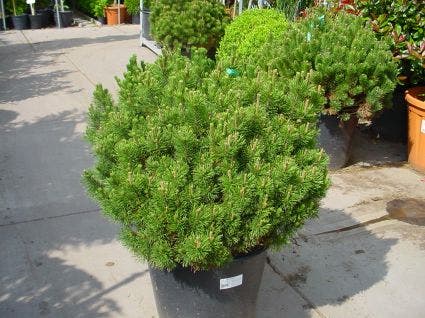  Bergden (Pinus Mugo Mughus)