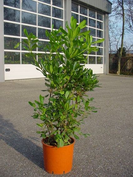  Australische Laurier (Pittosporum Tobira)