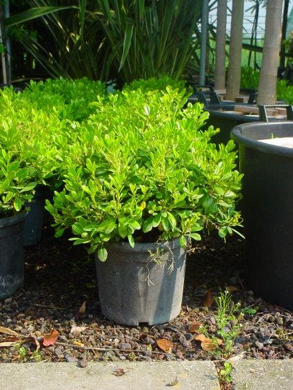  Australische Laurier (Pittosporum Tobira 'Nanum')