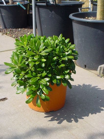  Australische Laurier (Pittosporum Tobira 'Nanum')