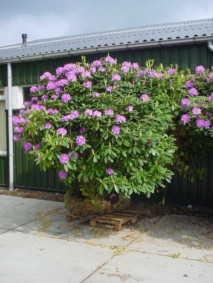  Rhododendron (Rhododendron Catawbiense 'Grandiflorum')
