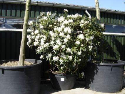  Rhododendron (Rhododendron 'Cunningham White')