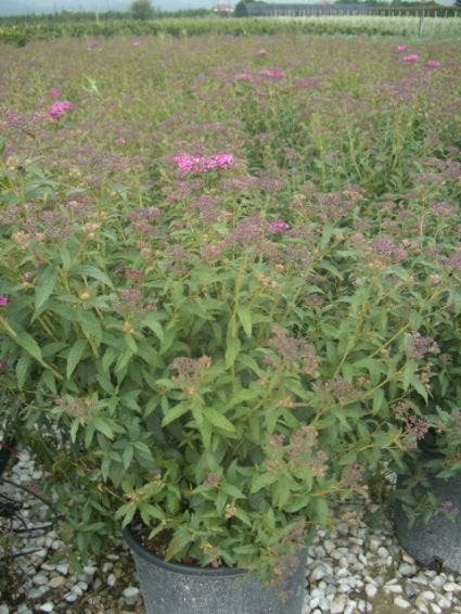  Spierstruik (Spiraea Japonica 'Anthony Waterer')