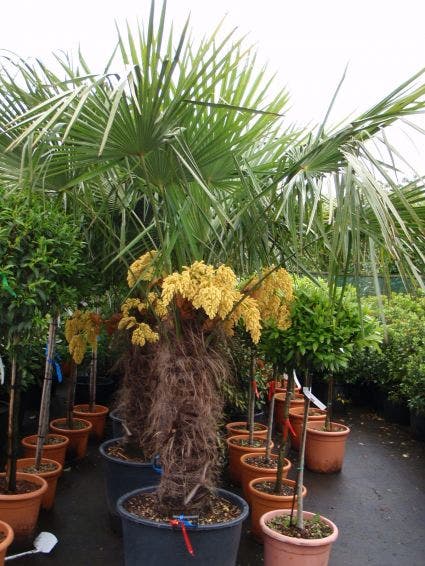  Winterharde Palm (Trachycarpus Fortunei)