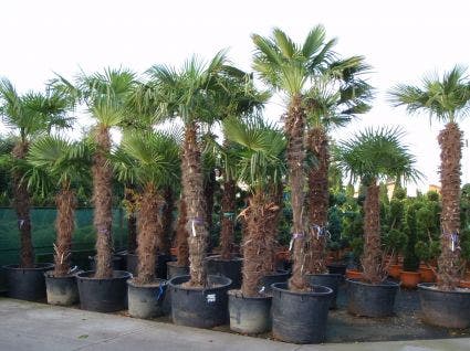  Winterharde Palm (Trachycarpus Fortunei)
