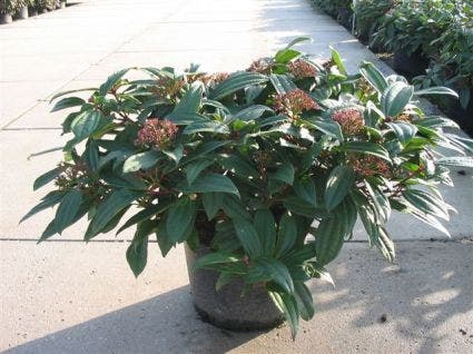  Sneeuwbal (Viburnum Davidii)