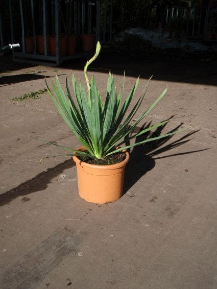  Palmlelie (Yucca Filamentosa)