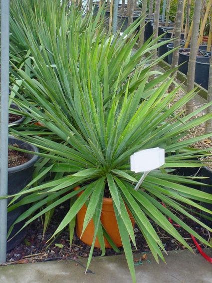  Palmlelie (Yucca Filamentosa)