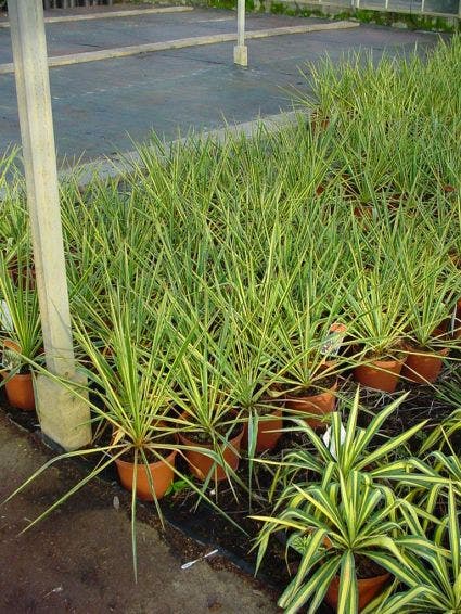  Palmlelie (Yucca Filamentosa 'Bright Edge' )