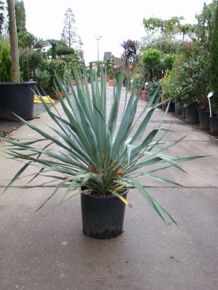  Palmlelie (Yucca Gloriosa)