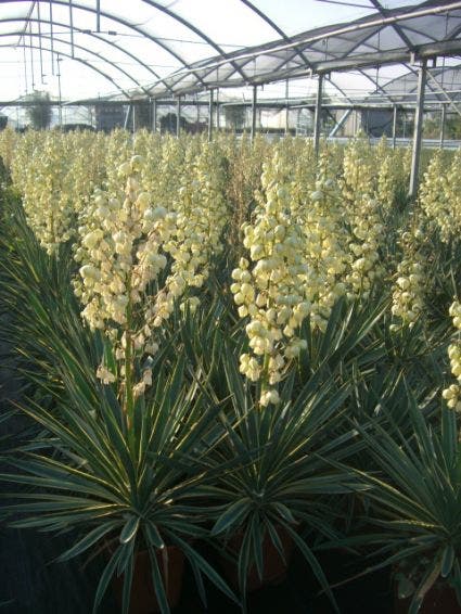  Palmlelie (Yucca Gloriosa 'Variegata')