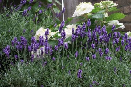  Lavendel (Lavandula Angustifolia 'Hidcote') BIO
