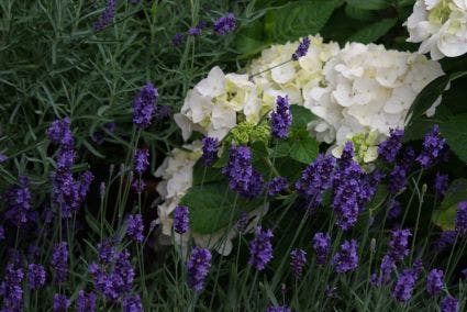  Lavendel (Lavandula Angustifolia 'Hidcote') BIO