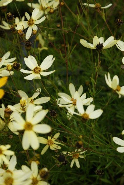  Meisjesogen (Coreopsis Verticillata 'Moonbeam')