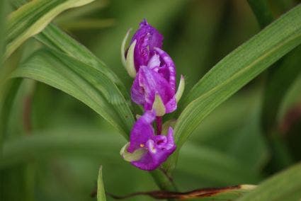  Eendagsbloem (Tradescantia 'Rubra')