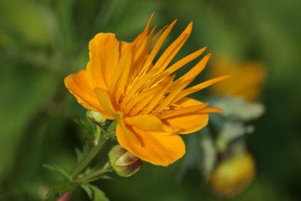  Kogelbloem / Boterbloem (Trollius Chinensis 'Golden Queen')