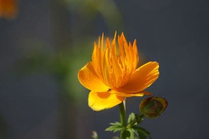 Kogelbloem / Boterbloem (Trollius Chinensis 'Golden Queen')