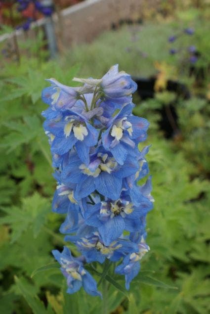  Ridderspoor (Delphinium 'Blue Bird')