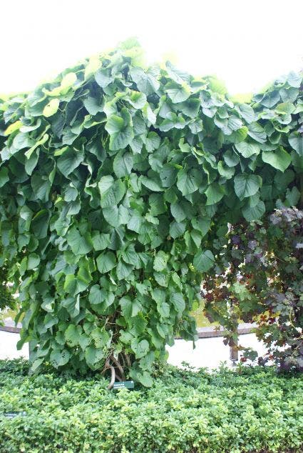  Duitse Pijp (Aristolochia Macropylla)