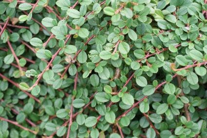  Dwergmispel (Cotoneaster Procumbens 'Queen Of Carpets')