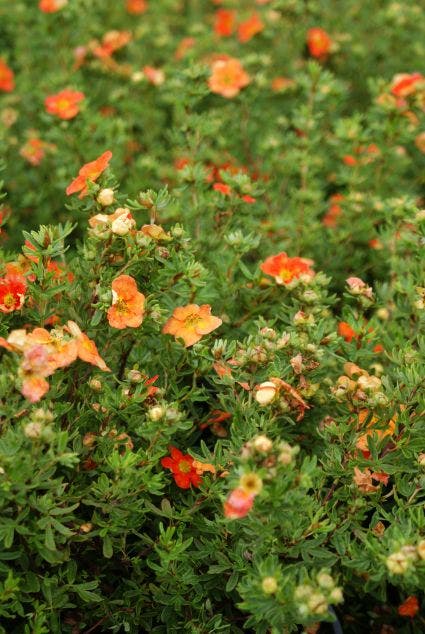  Ganzerik (Potentilla Fruticosa 'Red Ace')