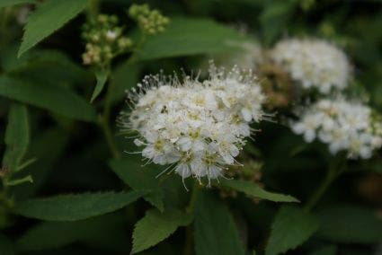  Spierstruik (Spiraea Japonica 'Albiflora')