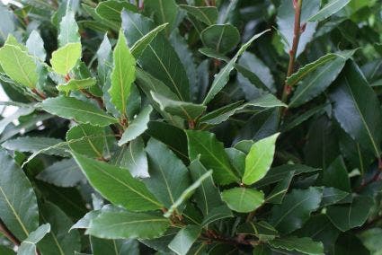  Echte Laurier Op Stam (Laurus Nobilis)