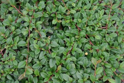  Dwergmispel (Cotoneaster Dammeri)
