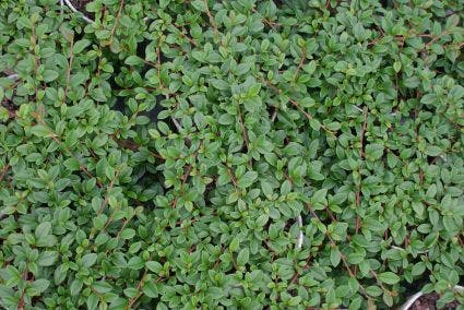  Dwergmispel (Cotoneaster Dammeri)