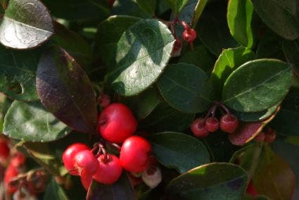  Bergthee / Patrijzenbes (Gaultheria Procumbens)