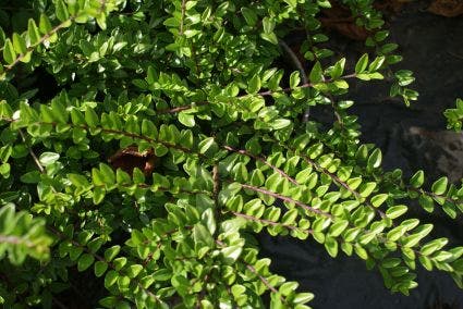  Struikkamperfoelie (Lonicera Nitida 'Maigrun')