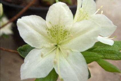  Japanse Azalea (Rhododendron 'White Lady')
